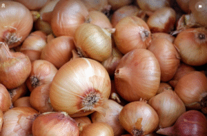 Oignon normal