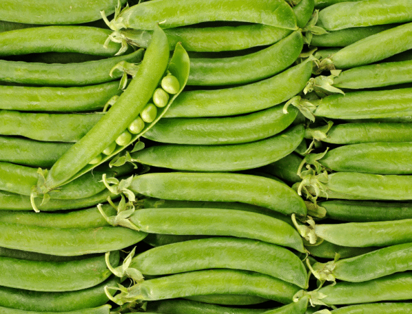 Petit pois (جلبانة)