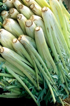 Cardon ( خرشوف)