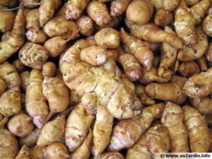 Topinambour (قصبية)